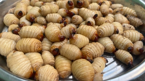 How to make araku special boddengi purugula curry same like tribes in telugu