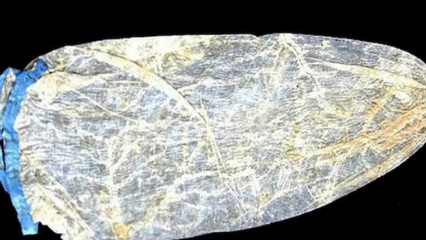 Most expensive condom in the world and in the history know more details here