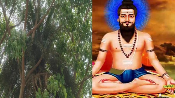 Two trees in one tree Is this the truthness of Brahmam What is the universe trying to say