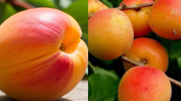 Nature s Candy Apricot s Health and Beauty Benefits