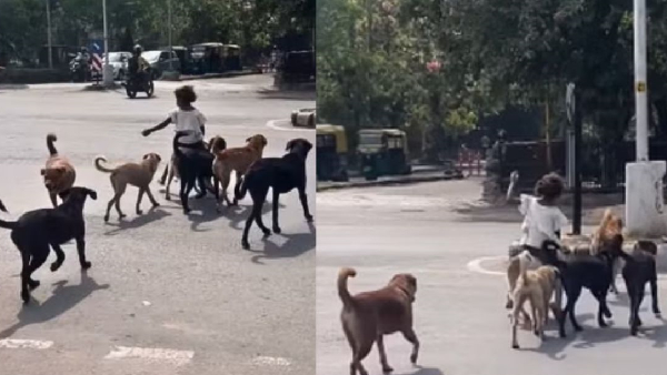 Little Girl Rides Street Dogs Crosses Busy Roads Watch Viral Video