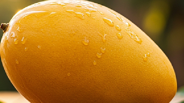 Chemical Free Mangoes are Yours Try These Simple Tricks To Ripen at Home