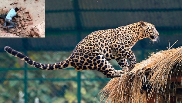 leopard attacked brick kiln workers unarmed man confronts leopard watch viral video