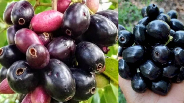 Jamun Nature s Miracle Fruit for Diabetic Patients