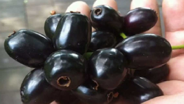 Healthy Fruit Unhealthy Combinations Never Eat These After Jamun