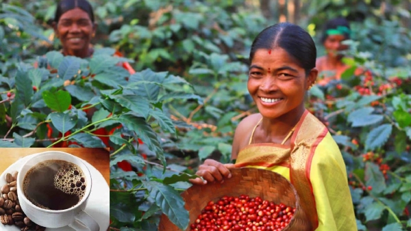 Why the world is loving araku coffee and how telugu coffee farmers benefit from the India-uk fta