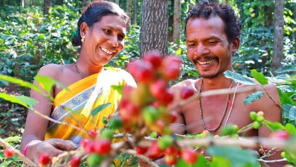 Why the world is loving araku coffee and how telugu coffee farmers benefit from the India-uk fta