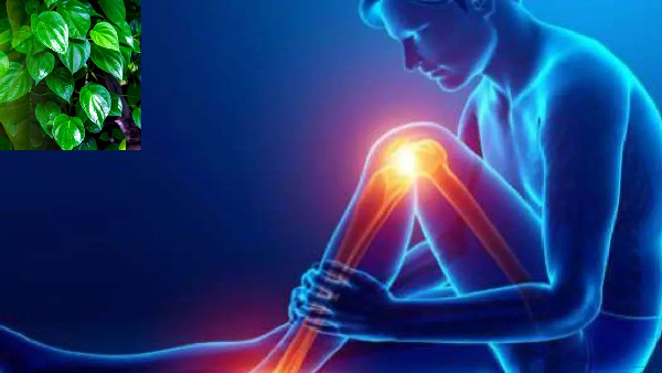 Combat Uric Acid with Betel Leaf Nature s Remedy