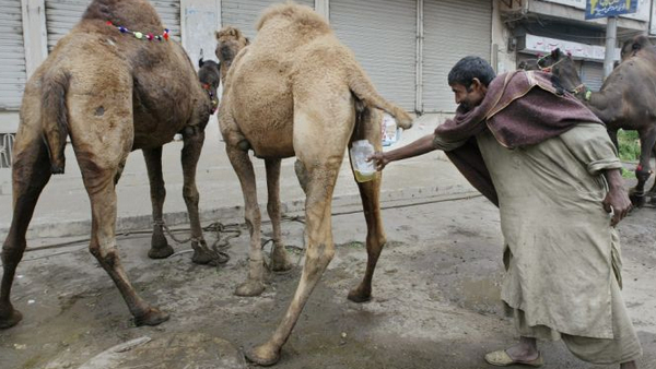 Camel Urine Miracle Cure or Dangerous Myth Know What Science Says