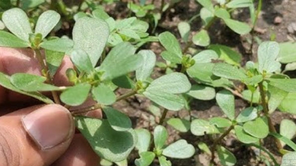 Nature s gift gangavalli aaku miraculous health benefits