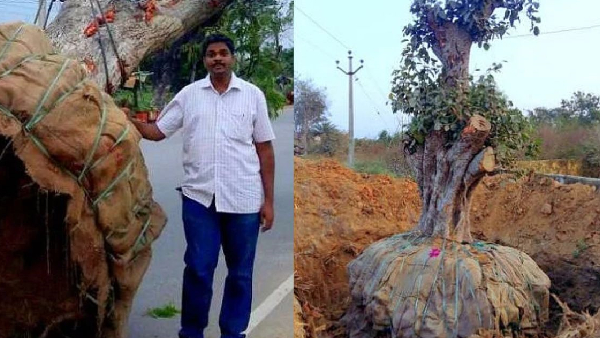 Tree Transplanter The Inspiring Story of Ramchandra Appari Who Saved 1 5 Lakh Trees