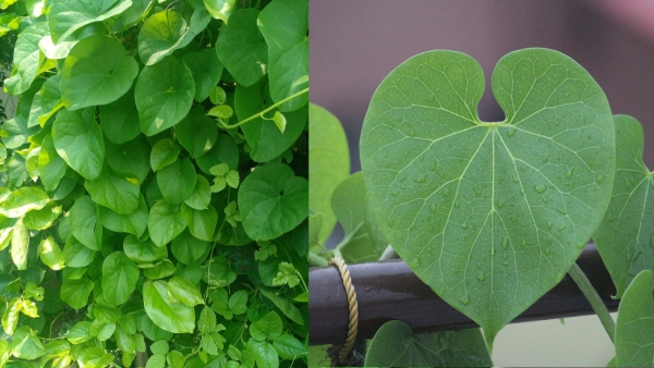 Tippateega Your Natural Solution for High BP Cholesterol and Liver Health