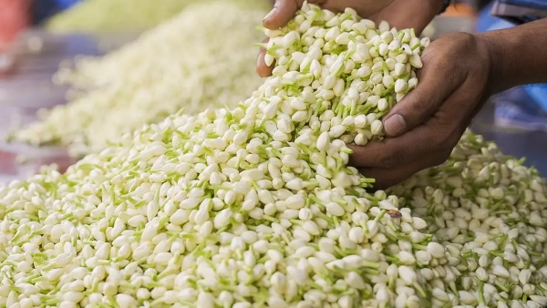 More Than a Tradition The Science Behind Jasmine Flowers Role in Intimacy