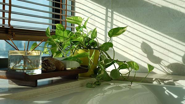 Money Plant Vastu Place It in This Direction for Wealth and Prosperity
