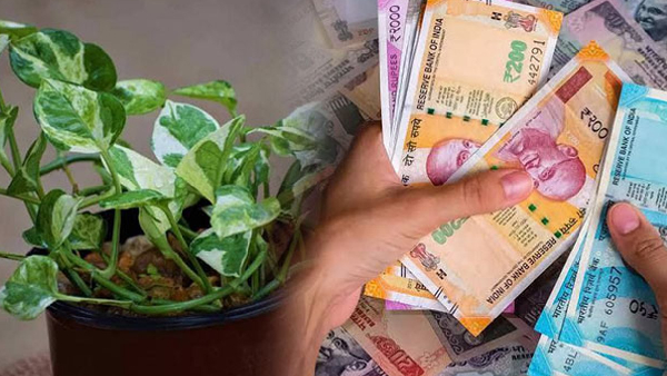 Money Plant Vastu Place It in This Direction for Wealth and Prosperity