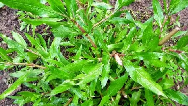 Gokulakanta Nature s Gift to Combat Anemia