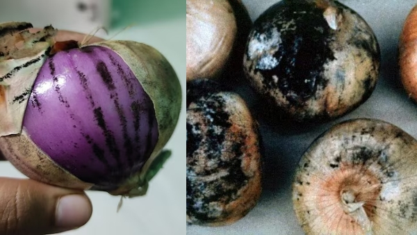 The Truth About Black Spots on Onions Should You Throw Them Away