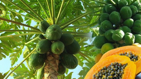 Papaya s Dark Side 5 Unexpected Dangers You Need to Know