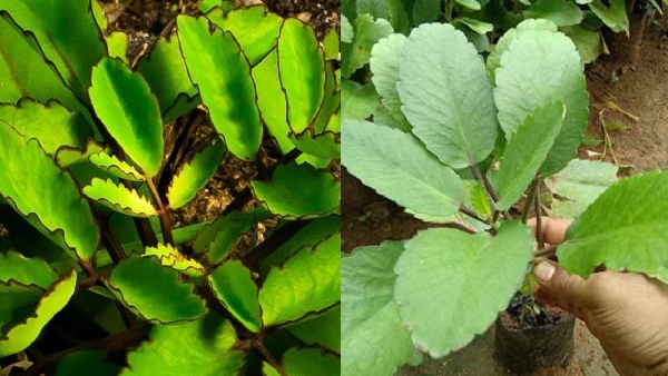 Beyond Kidney Stones Discover the Many Benefits of the Ranapala Leaf