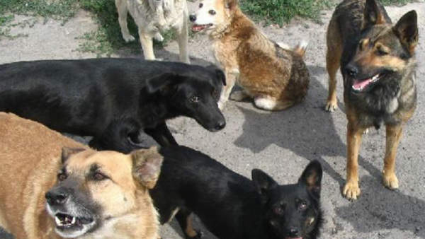 Street Dog Attacks are Rising How Rabies Spreads Through Dog Saliva