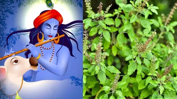 Why a Single Tulsi Patra is the Most Powerful Janmashtami Bhog The Untold Story in Telugu