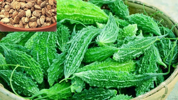 Think Twice Before Eating Bitter Gourd Seeds Here s Why