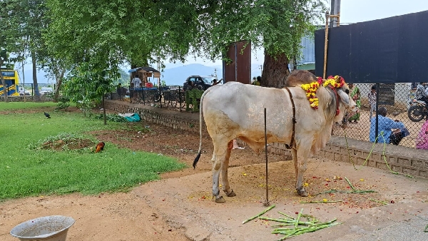 An Ancient Mystery Near Tirupati India s Oldest Continuously Worshipped Lingam