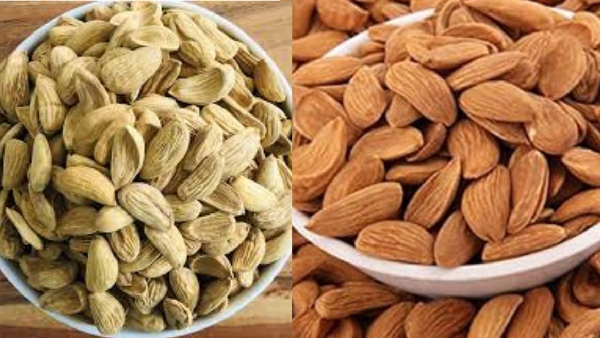 RS 20000 for a Kilo of Almonds Discover the Secret of Mamra