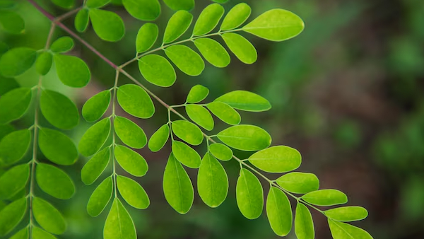 Stronger Than Milk Eggs and Chicken The Ultimate Superfood Lunch Box Rice Recipe in telugu