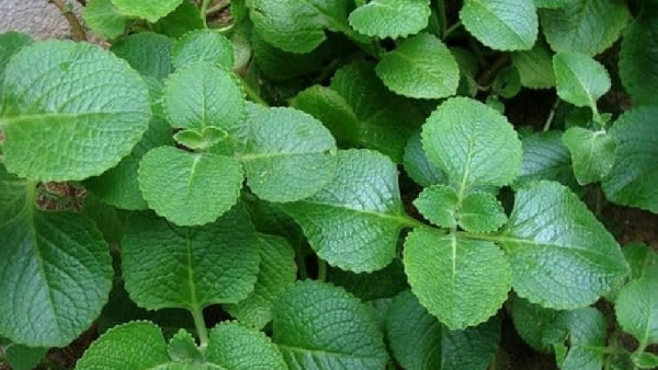 A Protective Shield for Your Body Karpooravalli Leaves Benefits in Winter
