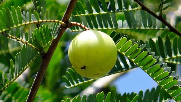 Forget the Fruit The Real Secret to Health Lies in the Amla Leaf