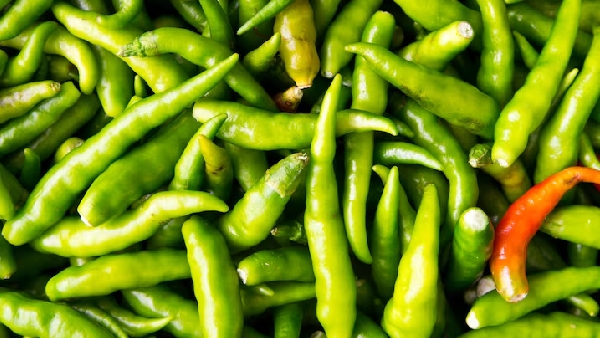 Pachimirchi Storage Tips Keep Here s How Your Green Chilies Fresh for a Month