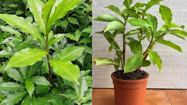 The Insulin Plant Nature s Miracle for Diabetes