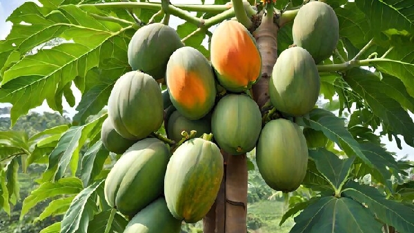 The Hidden Secrets of Papaya Leaf You Never Knew