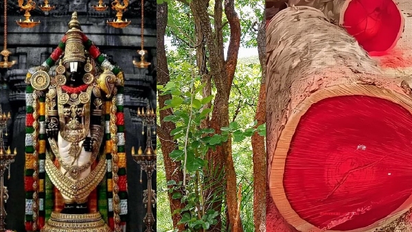 A God s Blood A Forest s Soul The Holy Story of Red Sandalwood