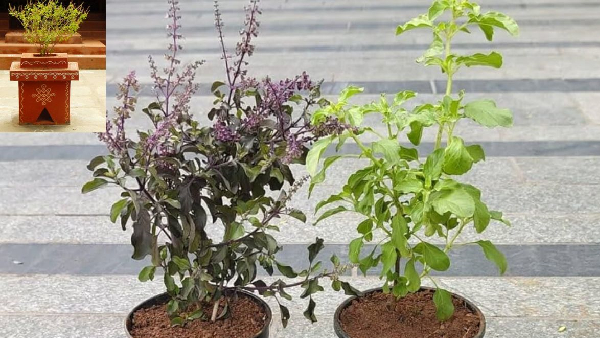 Rama Tulsi or Shyama Tulsi Which One is Right for Your Home