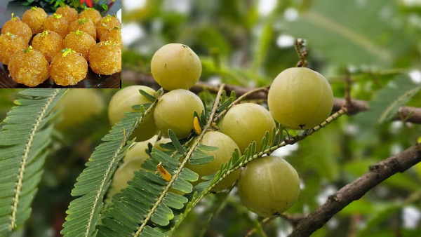 Not just a Sweet it s a Health Tonic Amazing benefits of Amla Laddu in Winter