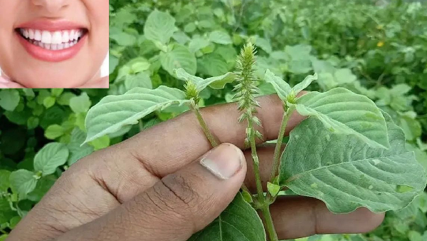 Pyorrhea and Toothache The Ultimate Solution is the Uttareni Stick