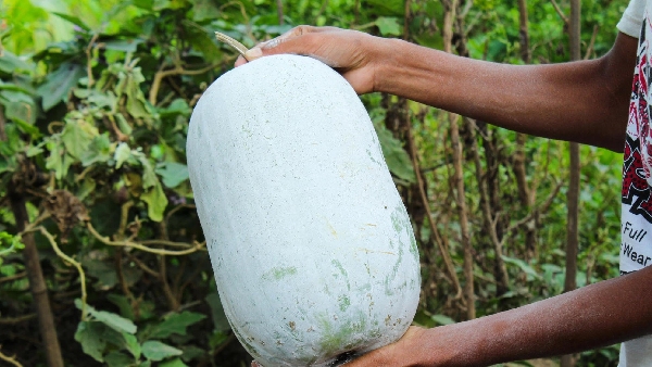 Health Beauty Happiness Astonishing Wonders of White Pumpkin