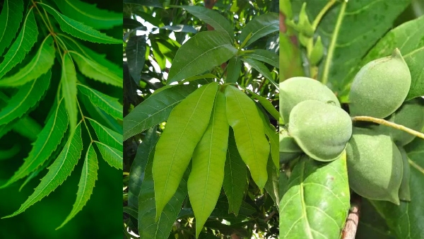 Natural Insulin How Almond Neem and Mango Leaves Help Control Sugar