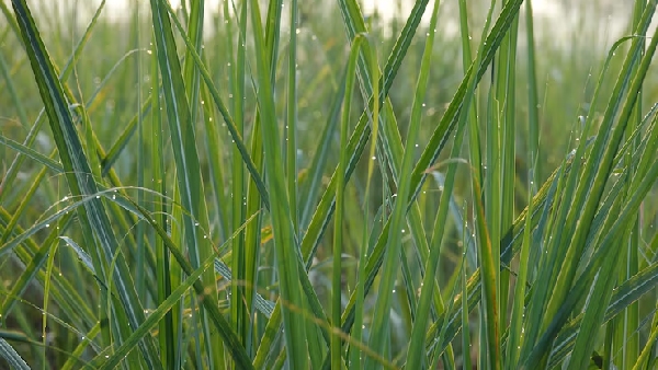 More Than Just an Offering The Miraculous Healing Powers of Lord Ganesha s Durva