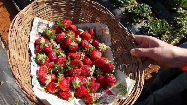 Pick Eat Repeat Hyderabad s Ultimate Everything Strawberry Fest is Here Pick Eat Repeat Hyderabad s Ultimate Everything Strawberry Fest is Here