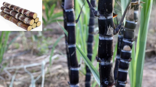 Dont Drink It Chew It The Secret Benefits of Sugarcane