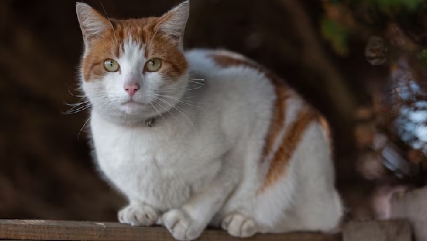 Cat Dream Meanings Myth vs Reality in India Cat Dream Meanings Myth vs Reality in India