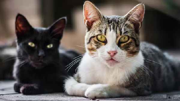 Cat Dream Meanings Myth vs Reality in India Cat Dream Meanings Myth vs Reality in India