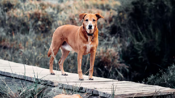 Dog Attack Video and Dream Meanings Rabies Safety in India