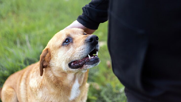 Dog Attack Video and Dream Meanings Rabies Safety in India