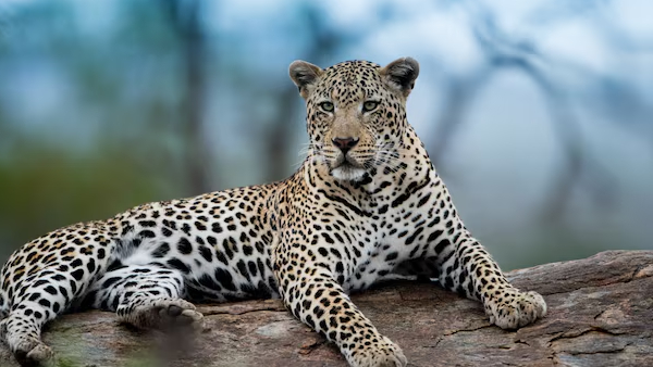 Leopard Attack in Goa Fatal Incident and Dream Meanings in Swapna Shastra