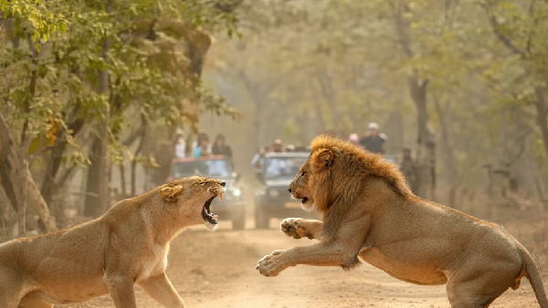 Gir National Park Lioness Confronts Male Lion Viral Video and Symbolism