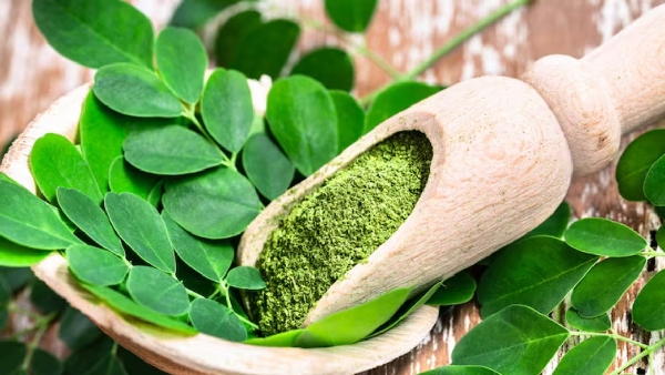 Moringa Magic The Secret Ingredient for Rapid Weight Loss Moringa Magic The Secret Ingredient for Rapid Weight Loss